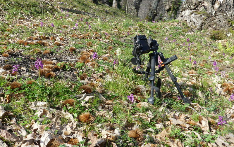 Dactylorhiza romana e prime fioriture tra Lazio e Campania - marzo 2023.